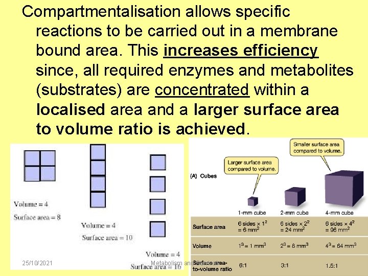 Compartmentalisation allows specific reactions to be carried out in a membrane bound area. This