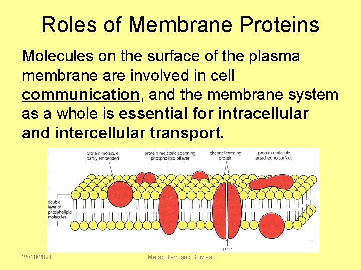 Roles of Membrane Proteins Molecules on the surface of the plasma membrane are involved