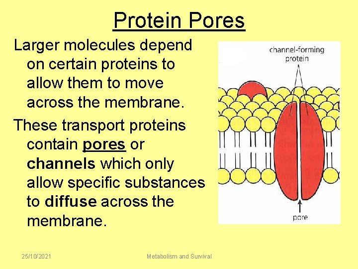 Protein Pores Larger molecules depend on certain proteins to allow them to move across