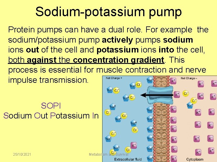 Sodium-potassium pump Protein pumps can have a dual role. For example the sodium/potassium pump