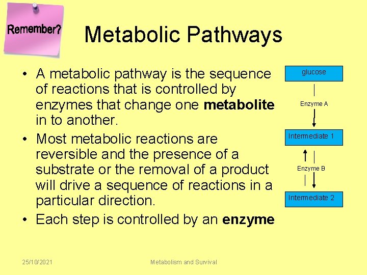 Metabolic Pathways • A metabolic pathway is the sequence of reactions that is controlled