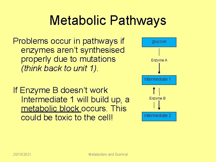 Metabolic Pathways Problems occur in pathways if enzymes aren’t synthesised properly due to mutations
