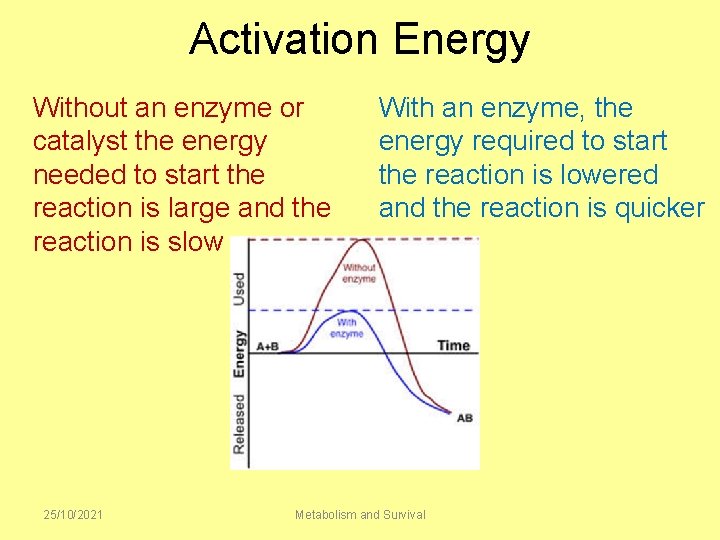 Activation Energy Without an enzyme or catalyst the energy needed to start the reaction