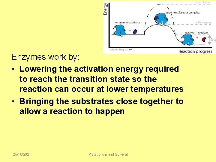 Enzymes work by: • Lowering the activation energy required to reach the transition state