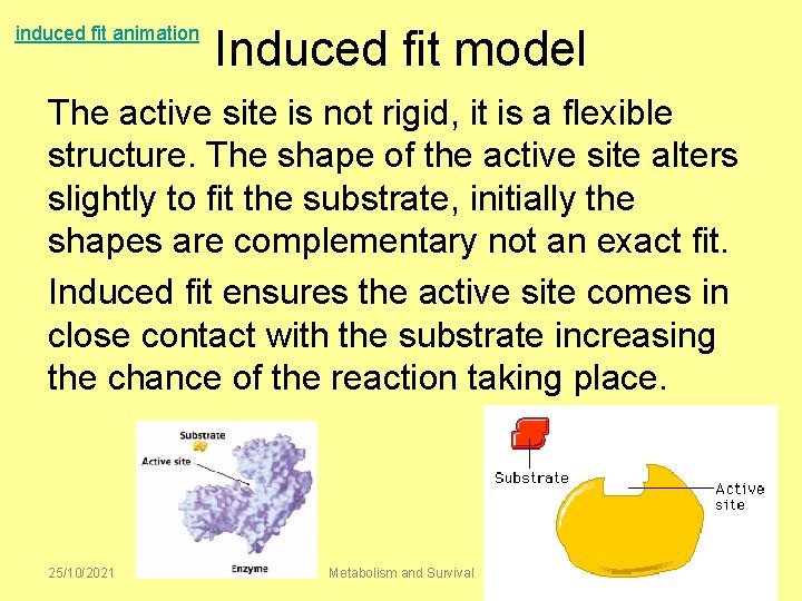 induced fit animation Induced fit model The active site is not rigid, it is