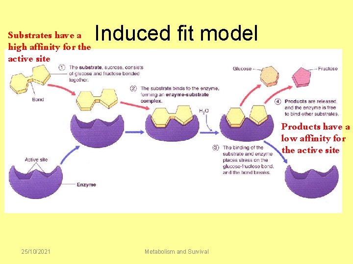 Substrates have a high affinity for the active site Induced fit model Products have