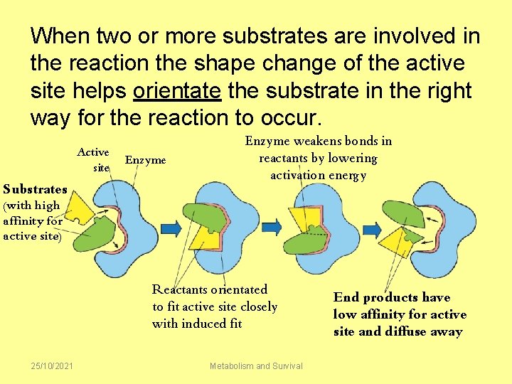 When two or more substrates are involved in the reaction the shape change of