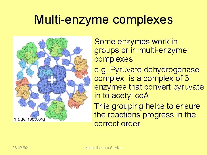 Multi-enzyme complexes Image: rspb. org 25/10/2021 Some enzymes work in groups or in multi-enzyme