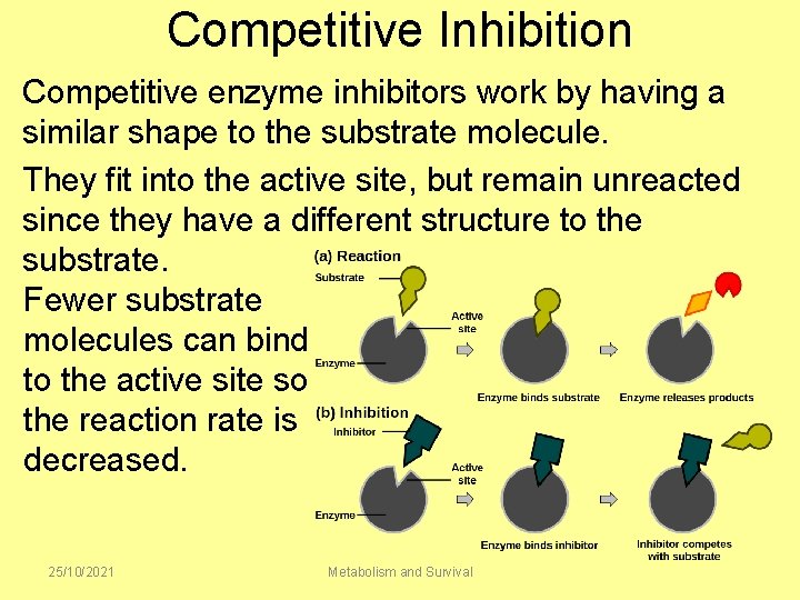 Competitive Inhibition Competitive enzyme inhibitors work by having a similar shape to the substrate