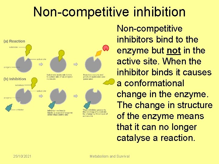 Non-competitive inhibition Non-competitive inhibitors bind to the enzyme but not in the active site.