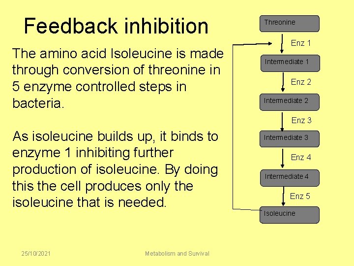 Feedback inhibition The amino acid Isoleucine is made through conversion of threonine in 5