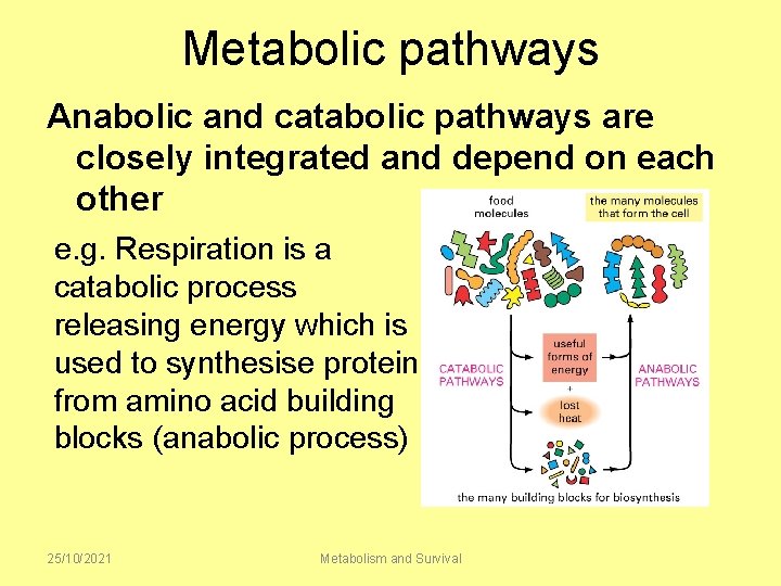 Metabolic pathways Anabolic and catabolic pathways are closely integrated and depend on each other