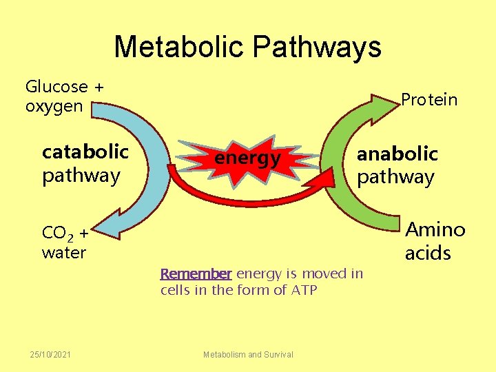Metabolic Pathways Glucose + oxygen catabolic pathway Protein energy anabolic pathway CO 2 +
