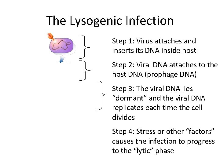 The Lysogenic Infection Step 1: Virus attaches and inserts its DNA inside host Step