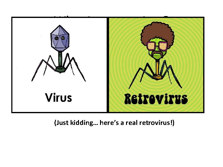 What is a retrovirus? • A retrovirus is a virus with RNA rather than