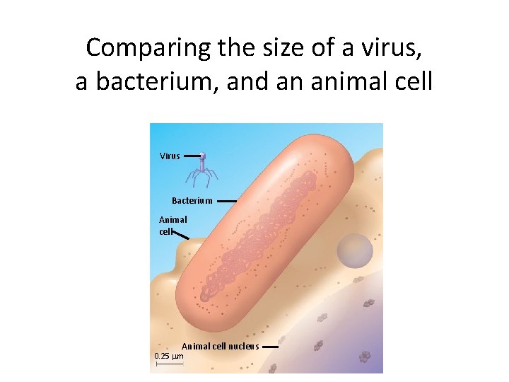Comparing the size of a virus, a bacterium, and an animal cell Virus Bacterium