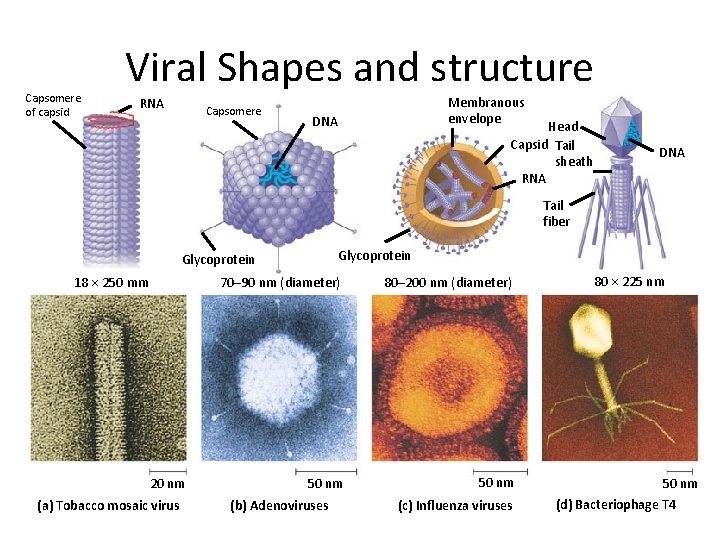 Capsomere of capsid Viral Shapes and structure RNA Capsomere DNA Membranous envelope Head Capsid