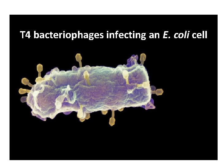 What is a bacteriophage? T 4 bacteriophages infecting an E. coli cell Protein coat