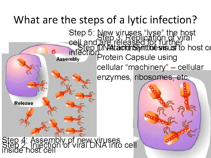 What are the steps of a lytic infection? Step 5: New viruses “lyse” the