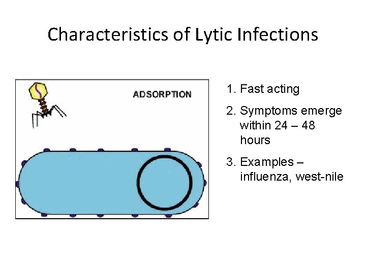 Characteristics of Lytic Infections 1. Fast acting 2. Symptoms emerge within 24 – 48