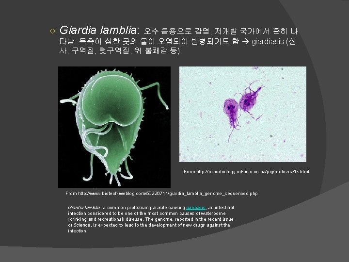 ○ Giardia lamblia: 오수 음용으로 감염, 저개발 국가에서 흔히 나 타남. 목축이 심한 곳의