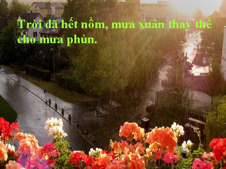 Trời đã hết nồm, mưa xuân thay thế cho mưa phùn. 