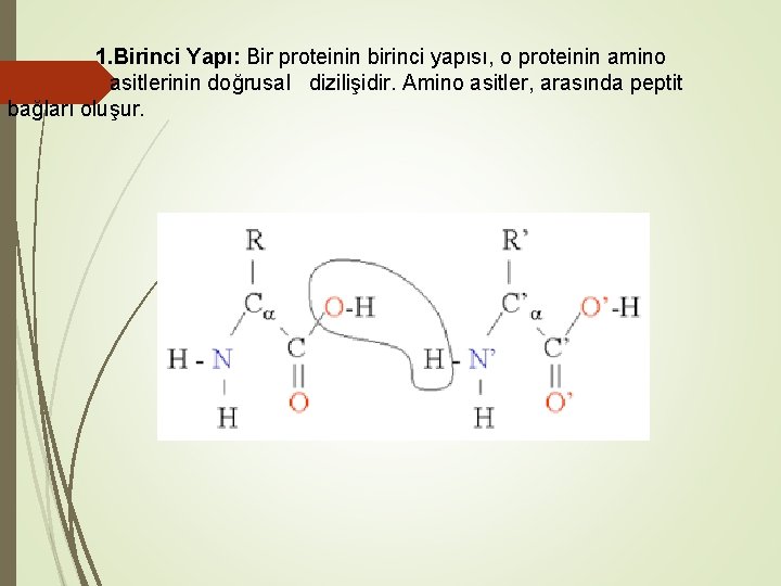 1. Birinci Yapı: Bir proteinin birinci yapısı, o proteinin amino asitlerinin doğrusal dizilişidir. Amino