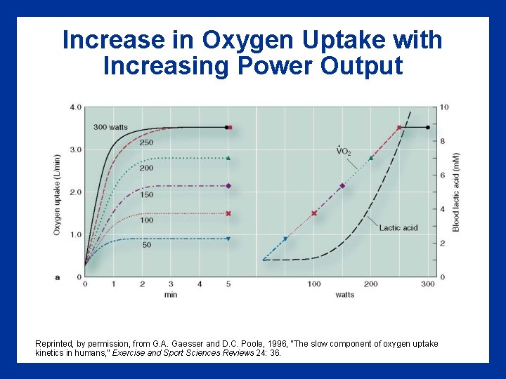 Increase in Oxygen Uptake with Increasing Power Output Reprinted, by permission, from G. A.