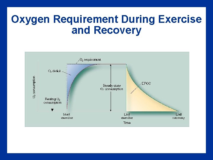 Oxygen Requirement During Exercise and Recovery 