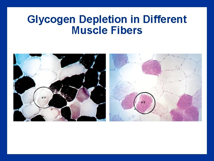 Glycogen Depletion in Different Muscle Fibers 