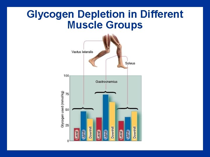 Glycogen Depletion in Different Muscle Groups 