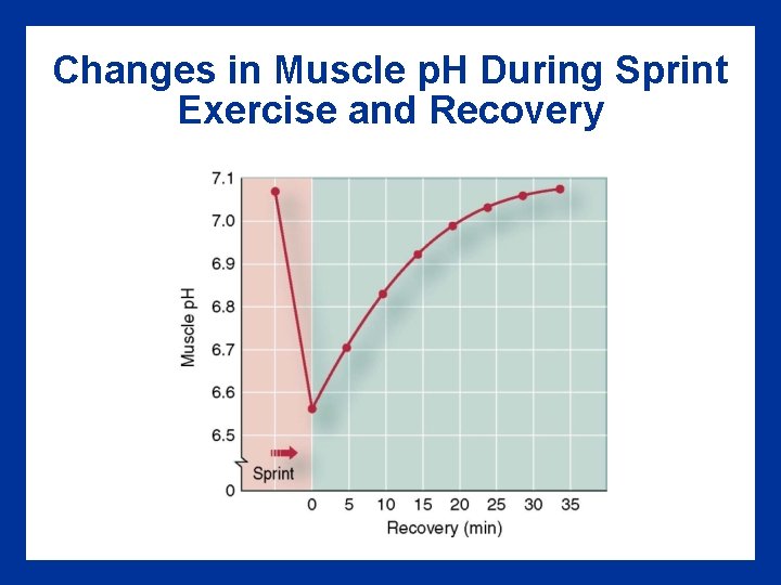 Changes in Muscle p. H During Sprint Exercise and Recovery 