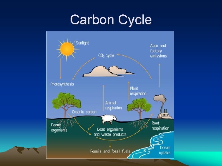 Carbon Cycle 