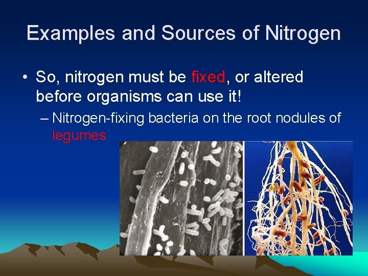 Examples and Sources of Nitrogen • So, nitrogen must be fixed, or altered before