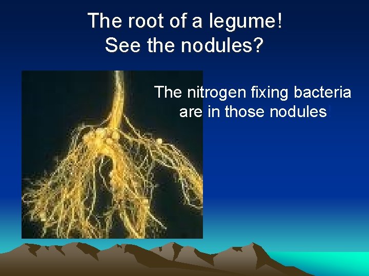 The root of a legume! See the nodules? The nitrogen fixing bacteria are in