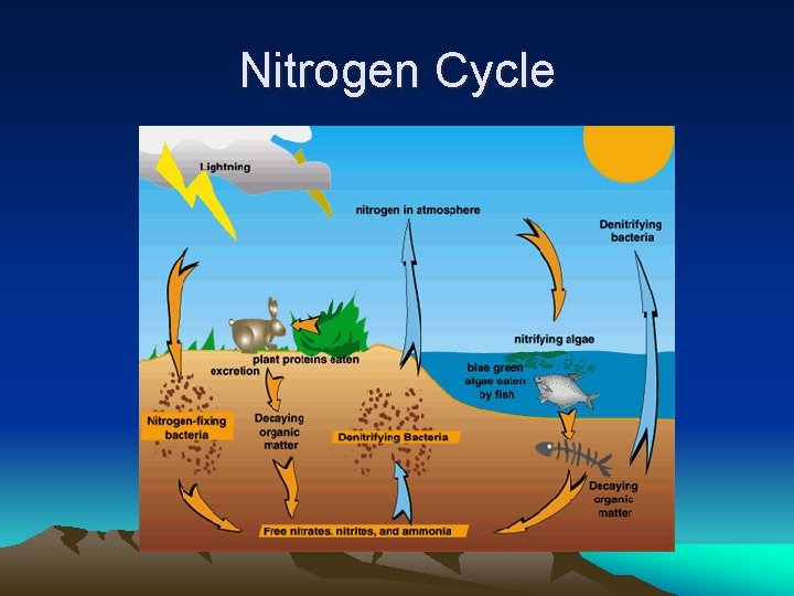 Nitrogen Cycle 