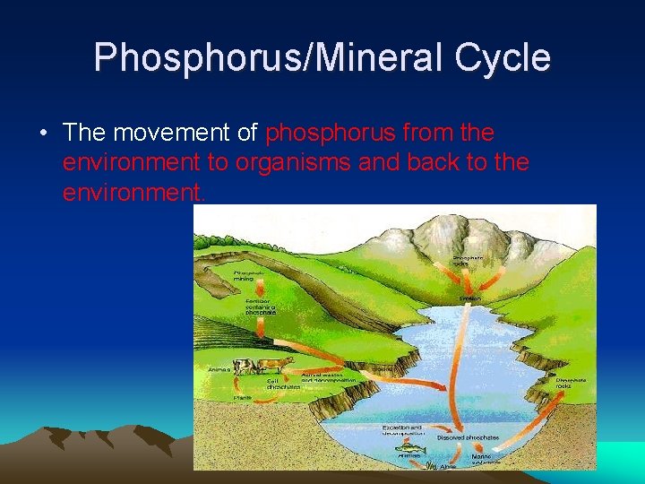 Phosphorus/Mineral Cycle • The movement of phosphorus from the environment to organisms and back