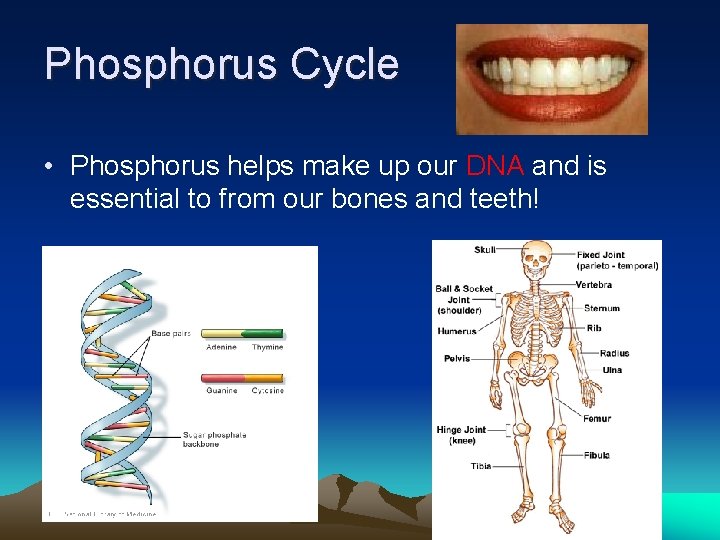 Phosphorus Cycle • Phosphorus helps make up our DNA and is essential to from