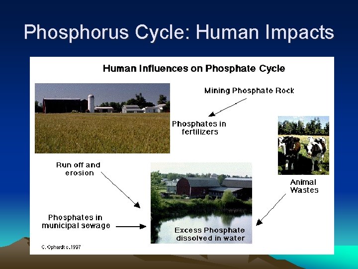 Phosphorus Cycle: Human Impacts 