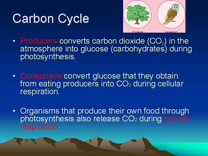 Carbon Cycle • Producers converts carbon dioxide (CO 2) in the atmosphere into glucose