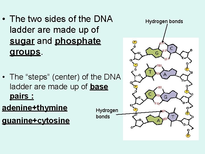  • The two sides of the DNA ladder are made up of sugar