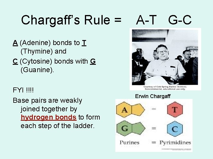 Chargaff’s Rule = A-T G-C A (Adenine) bonds to T (Thymine) and C (Cytosine)