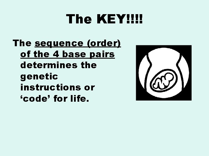 The KEY!!!! The sequence (order) of the 4 base pairs determines the genetic instructions