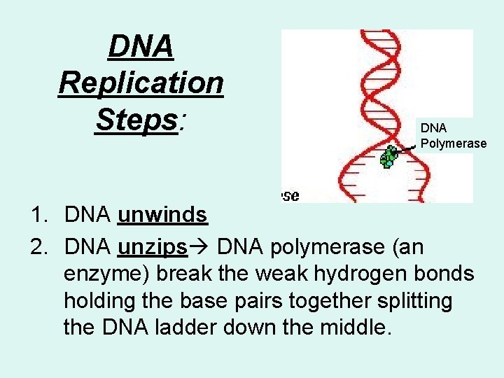 DNA Replication Steps: DNA Polymerase 1. DNA unwinds 2. DNA unzips DNA polymerase (an