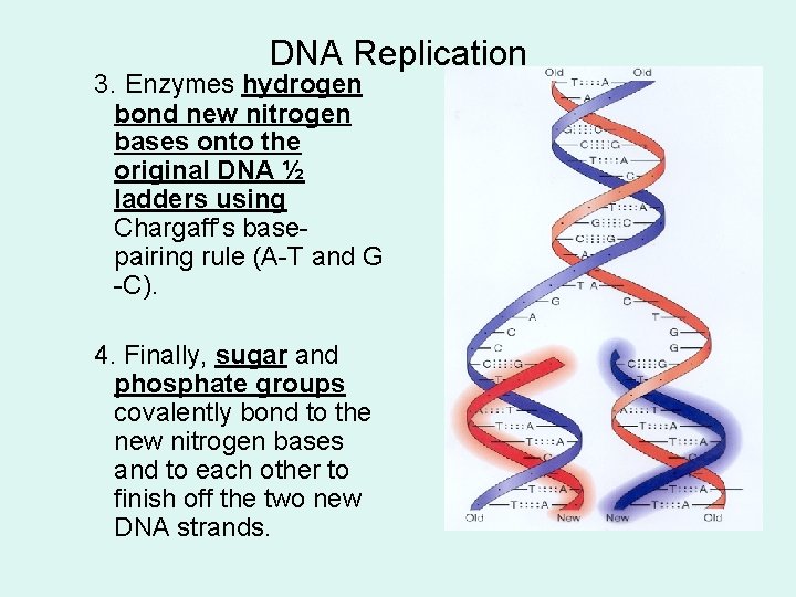 DNA Replication 3. Enzymes hydrogen bond new nitrogen bases onto the original DNA ½