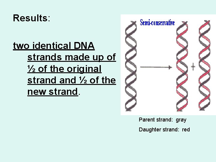 Results: two identical DNA strands made up of ½ of the original strand ½