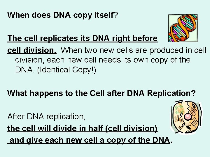When does DNA copy itself? The cell replicates its DNA right before cell division.
