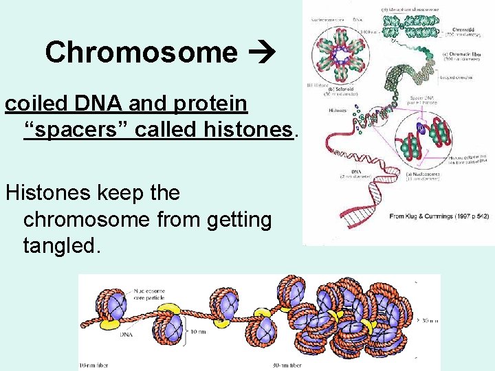 Chromosome coiled DNA and protein “spacers” called histones. Histones keep the chromosome from getting