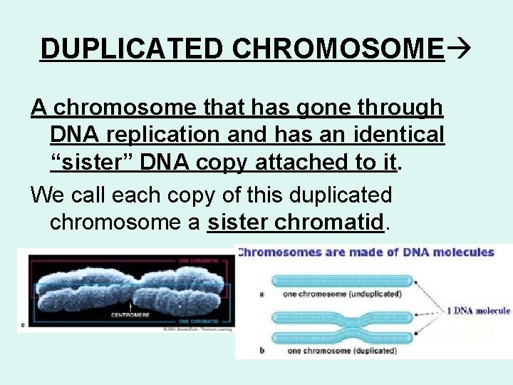 DUPLICATED CHROMOSOME A chromosome that has gone through DNA replication and has an identical