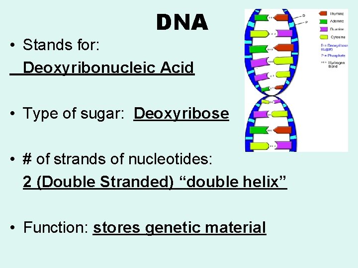 DNA • Stands for: Deoxyribonucleic Acid • Type of sugar: Deoxyribose • # of